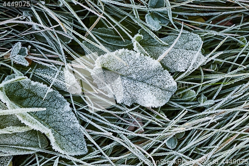 Image of Frozen leaves with frost