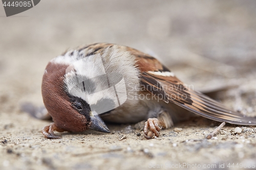 Image of Dead sparrow on the ground