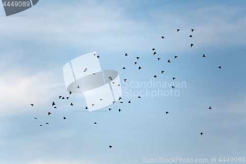 Image of Birds in the sky