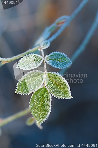 Image of Frozen leaves with frost