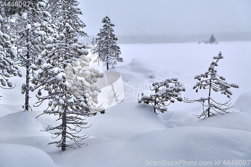 Image of Winter Snowy Landscape