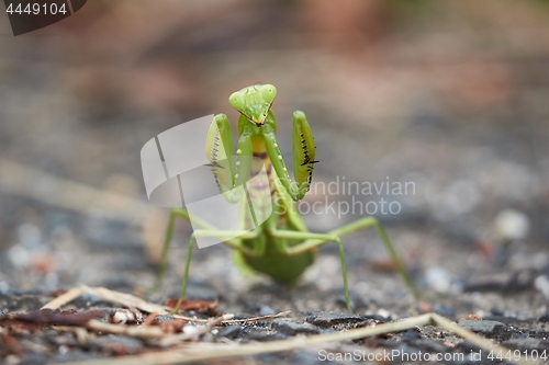 Image of Japanese Giant Mantis