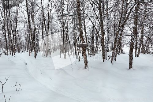 Image of Winter Path with Snow