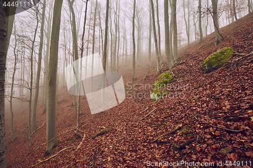 Image of Autumn Forest Fog