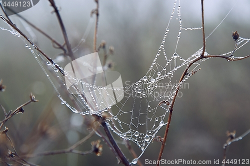 Image of Spider web with water drops