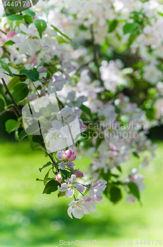 Image of Branch of blossoming apple-tree, close-up