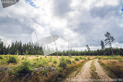 Image of Road going through a forest clearing