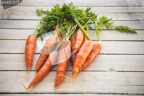Image of Raw carrots with green plants