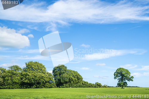 Image of Green trees and blue sky in the spring