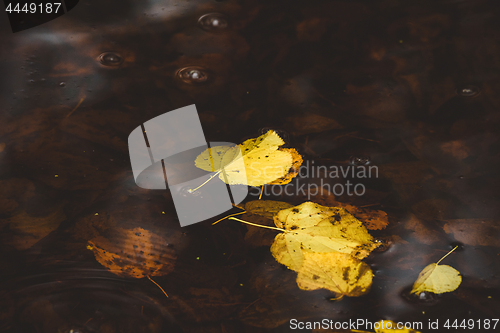 Image of Yellow autumn leaves in the dark water