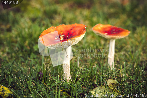 Image of Amanita Muscaria mushroom on a lawn in the fall