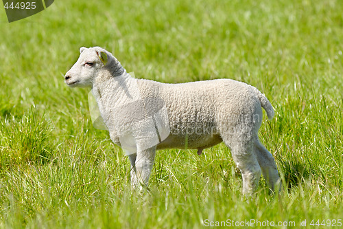 Image of Lamb