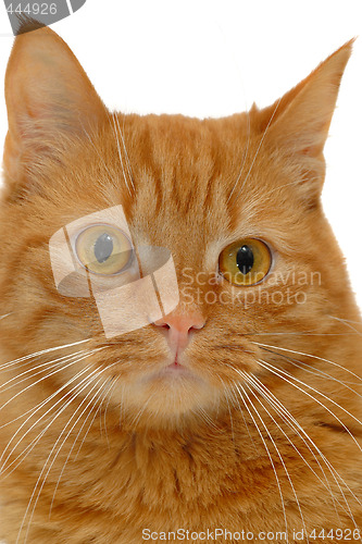 Image of Cat looking