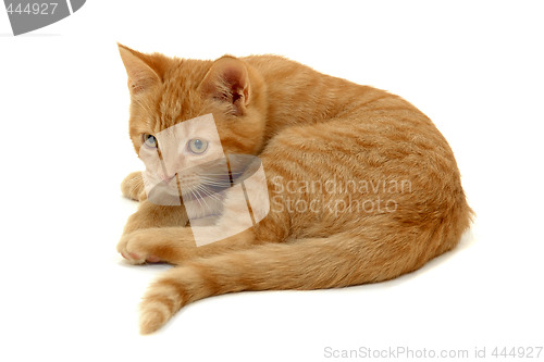 Image of Kitten on white background