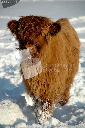Image of Cow