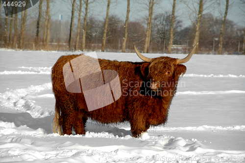 Image of Cow in snow