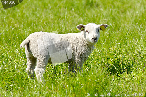 Image of Lamb