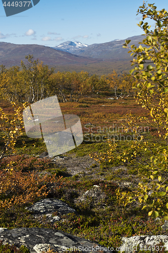 Image of Autumn landscape with birch trees and mountais. Northern Sweden