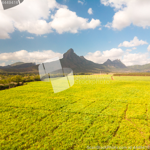 Image of Beautiful bright green landscape of sugarcane fields in front of the black river national park mountains on Mauritius Island.