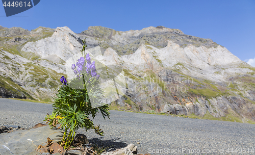 Image of Violet Flower in the Circus of Troumouse - Pyrenees Mountains