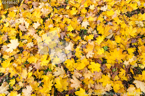 Image of Maple leaves background