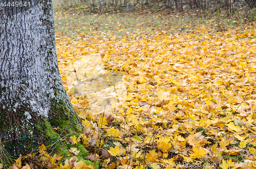 Image of Mossy tree trunk and maple leaves