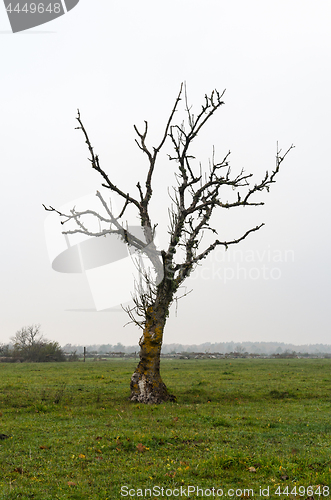 Image of Lone bare tree in a grassland