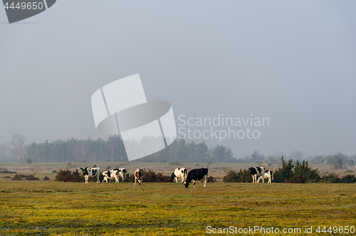 Image of Herd of grazing cattle by fall season