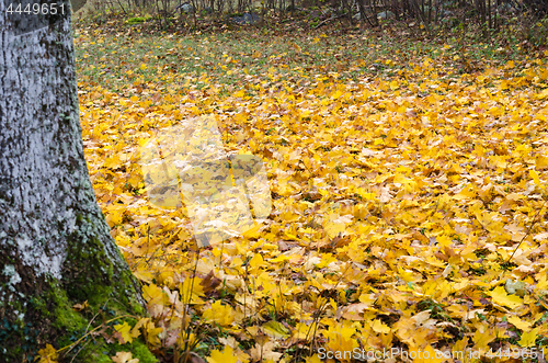 Image of Fallen maple leaves covers the ground