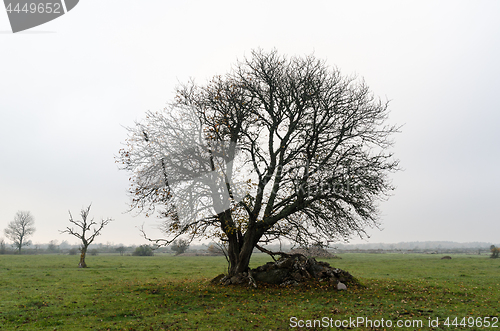 Image of Wide lone tree by fall season