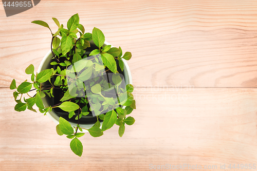 Image of Potted basil plant on natural wooden background