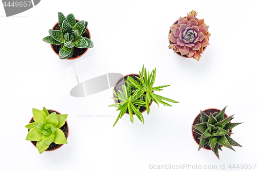 Image of Mini succulent plants isolated on white background