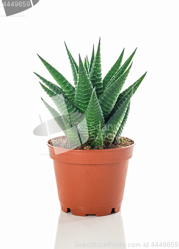 Image of Potted aloe plant on white background