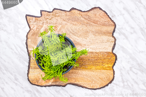 Image of Green succulent plant on textured wooden surface