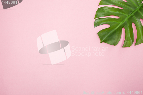 Image of Monstera palm leaf on pastel pink background