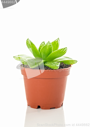 Image of Green succulent plant in brown pot on white background