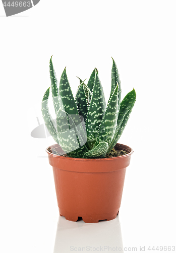 Image of Little dotted succulent plant on white background