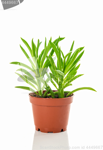 Image of Bright green succulent plant on white background