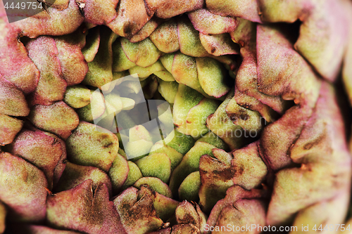 Image of fresh artichoke texture