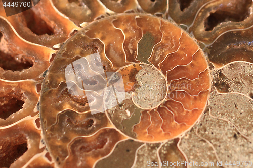 Image of ammonites fossil texture  