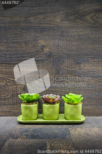 Image of Succulent plants on stone and wood background
