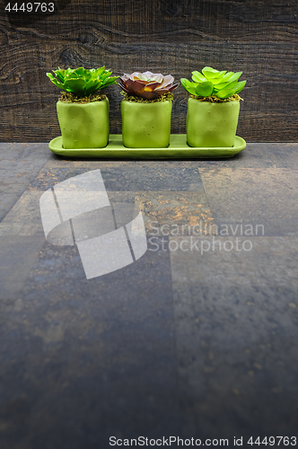 Image of Succulent plants on stone and wood background
