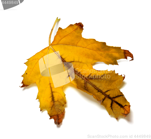 Image of Dry orange autumn maple-leaf