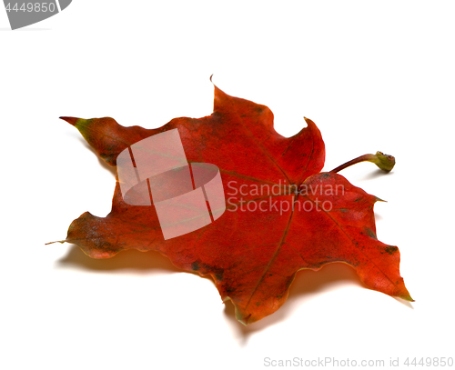Image of Dark red autumn maple leaf on white