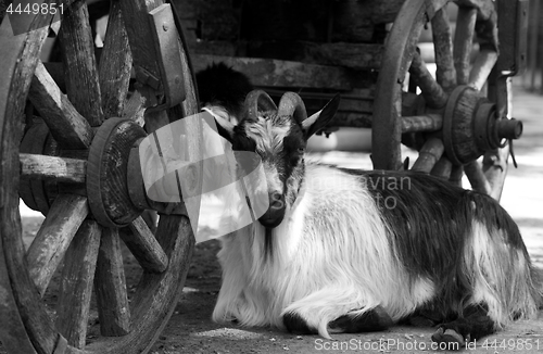 Image of Goat resting under old cart