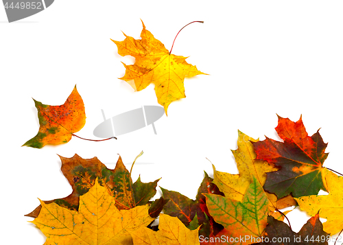 Image of Autumn multicolor maple-leafs on white