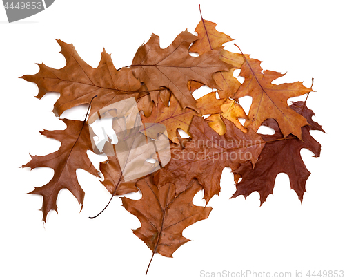 Image of Autumn dried leafs of oak