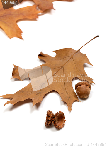 Image of Autumn acorns and dried leafs of oak