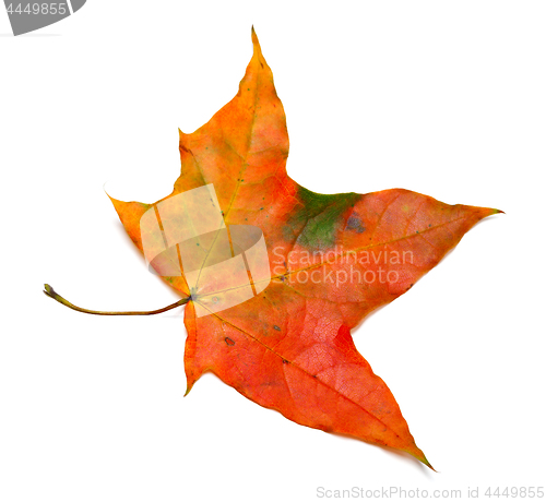 Image of Autumn maple leaf