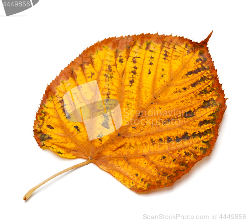 Image of Dried autumn tilia leaf